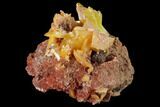Orange Wulfenite Crystal Cluster - La Morita Mine, Mexico #170312-1